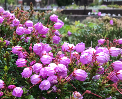 Phylliopsis 'Sprite' 431/20